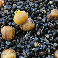 Enterprise Pop Up Tiger Nuts